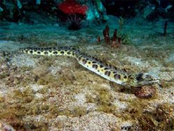 This is a Spotted Snake Eel that was more adventurous tha... by Zaid Fadul 